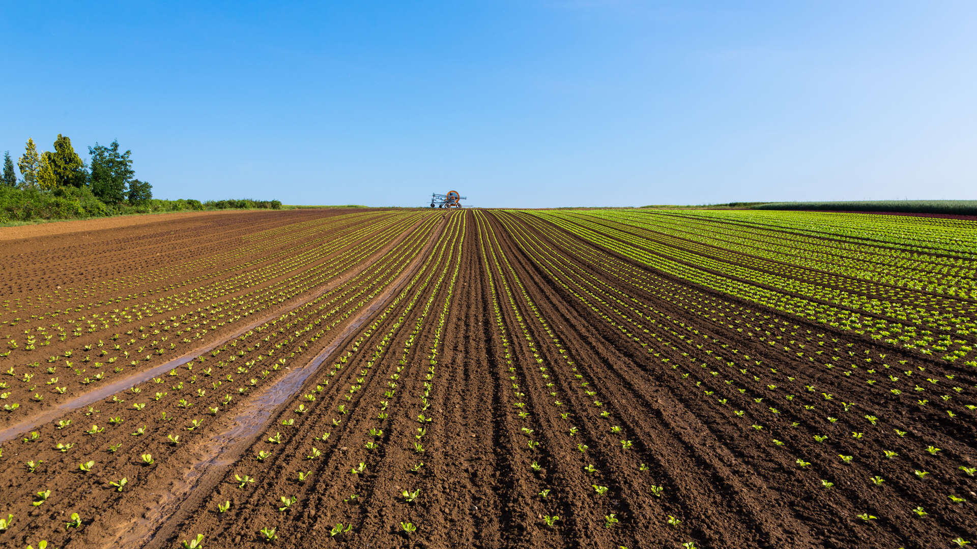 Konventionelle Landwirtschaft: Vorteile, Nachteile und Unterschiede